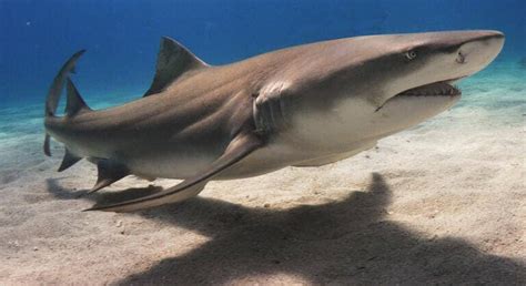 Lemon Shark (Negaprion brevirostris) - Ocean Info