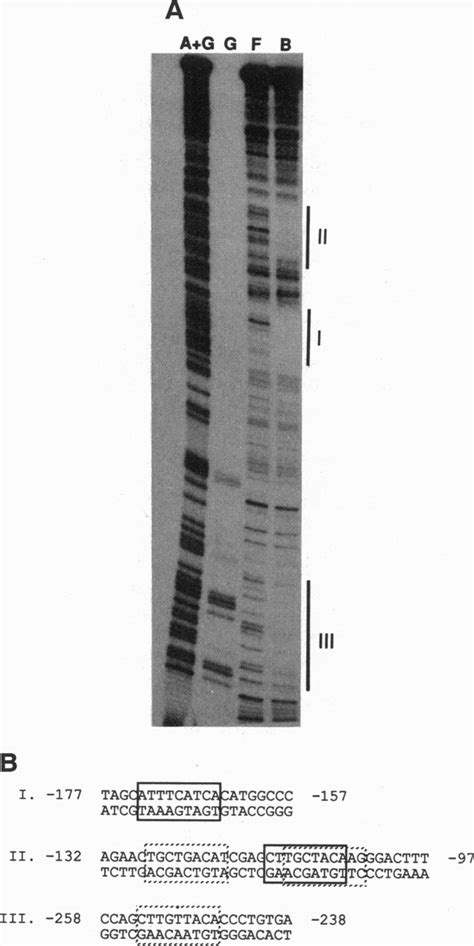 Dnase I Footprinting Pattern Of Nf Il6 On The Ltr Of An Hiv 1 Variant