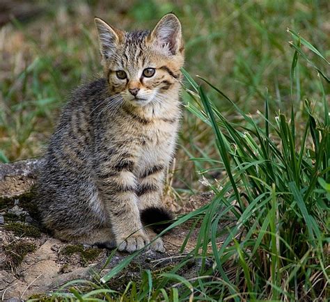 Европейские Котята Фото — Картинки фотографии