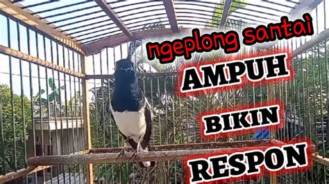 KACER NGEPLONG SANTAI AMPUH BIKIN KACER LAIN CEPAT GACOR YouTube