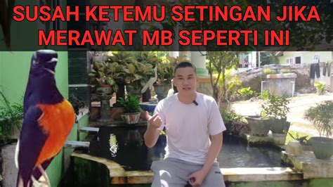 Penyebab Murai Batu Susah Ketemu Setingannya Youtube