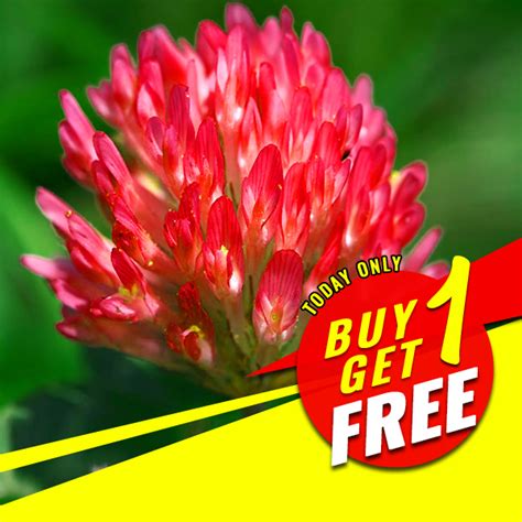 Clover Seeds Red Clover Seeds Ground Cover Seeds Rare Clover