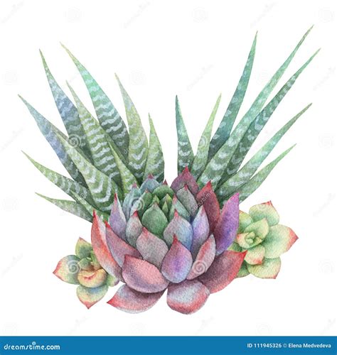 Watercolor Bouquet Of Cacti And Succulent Plants Isolated On White