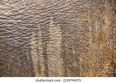 Close African Elephants Skin Texture Stock Photo 2159794375 Shutterstock