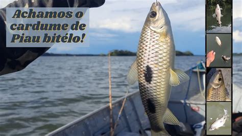 Um Piau atrás do outro coisa de loco Achamos um cardume enorme no