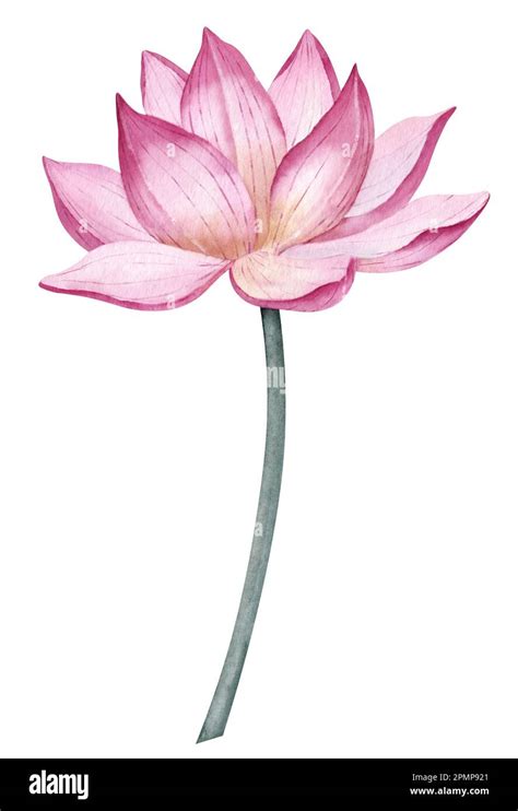 Lotus Flower Drawing Design