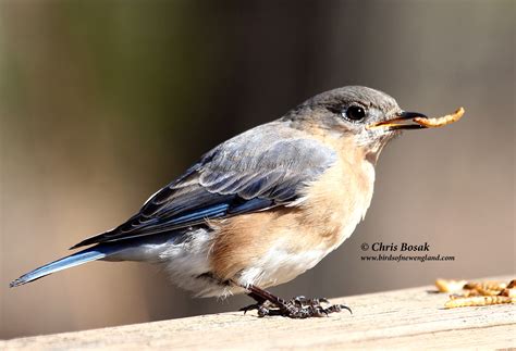 eastern bluebirds in winter | Birds of New England.com