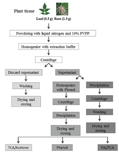 Scielo Brasil Evaluation Of Protein Extraction Methods For Enhanced