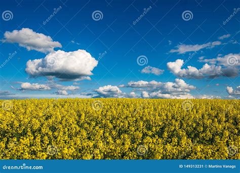 Campos Amarillos Del Bloominf De La Rabina En Primavera Debajo Del