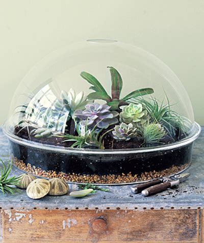 Cool Tabletop Terrariums Shelterness