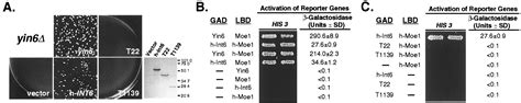 Yin6, a fission yeast Int6 homolog, complexes with Moe1 and plays a ...