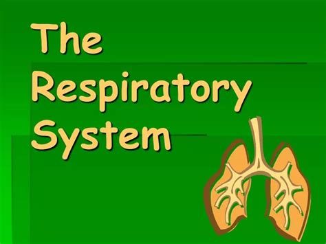 Ppt The Respiratory System Powerpoint Presentation Free Download