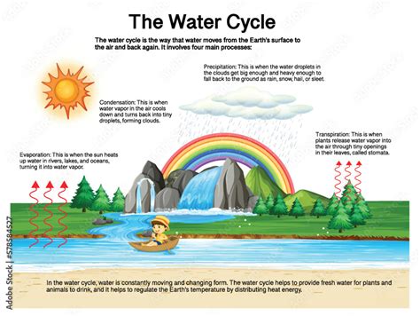 The water cycle diagram for science education Stock Vector | Adobe Stock