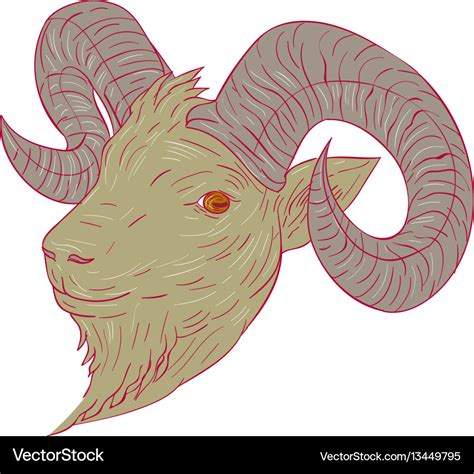 Mountain goat ram head drawing Royalty Free Vector Image