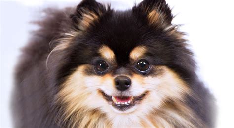 Pomeranian Dog Breed Information - American Kennel Club