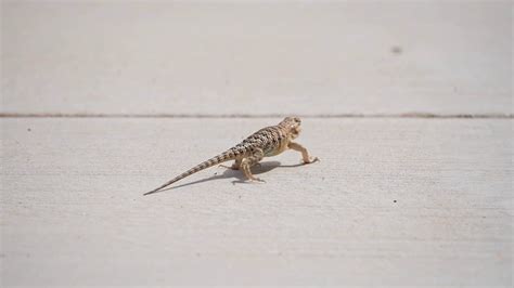 Spiny Lizard Doing Push Ups Running On Stock Footage SBV-348402586 ...