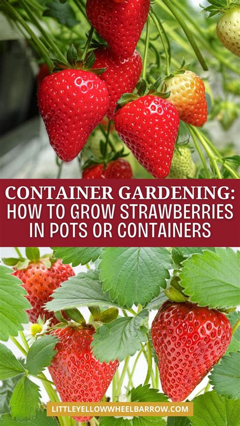 How To Grow Strawberries In Pots And Containers For Big Harvests In