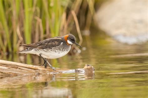 Red Necked Phalarope — Madison Audubon