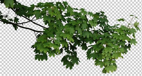 Trees0065 - Free Background Texture - tree leaves alpha masked branch isolated green