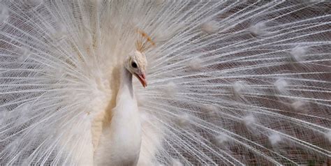 Vogelpark Steinen Wo Nicht Nur V Gel Aus Aller Welt Eine Heimat Haben