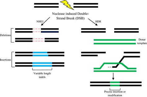 Pathways Of Dsb Double Strand Break Repair Dsbs Generated During Download Scientific Diagram