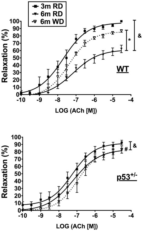 Aortic Endothelium Dependent Relaxation Concentration Response Curves