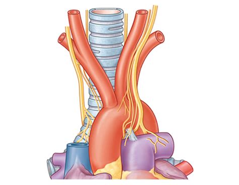 Diagram of Aortic arch | Quizlet