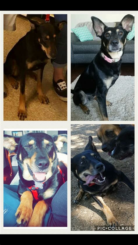 From neglected and scared to silly and loved beyond measure : r