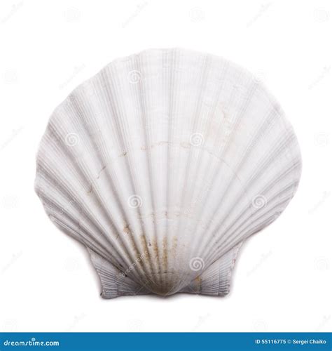 Sea Shell On White Background Stock Image Image Of Wildlife Single