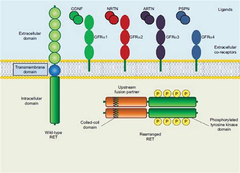 Artn Artemin Gdnf Glial Derived Neurotrophic Factor Gfr Gdnf