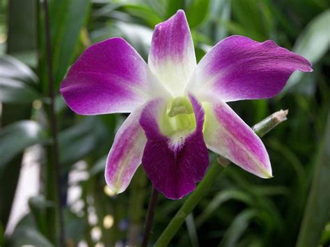 Орхидея дендробиум (Dendrobium) - уход за цветком в домашних условиях ...
