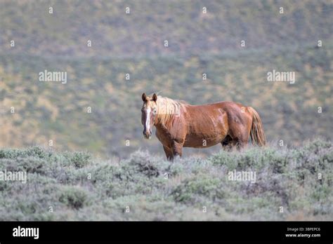 Wild mustang horse (Equus caballus) stallion on the prairie, Rock ...