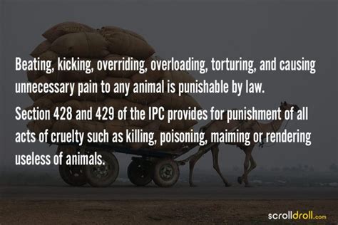 17 Animal Protection Laws Of India You Should Know About