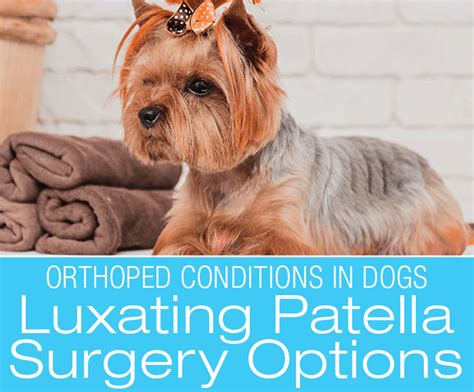 Canine Luxating Patella: Surgical Options for Patellar Luxation in Dogs