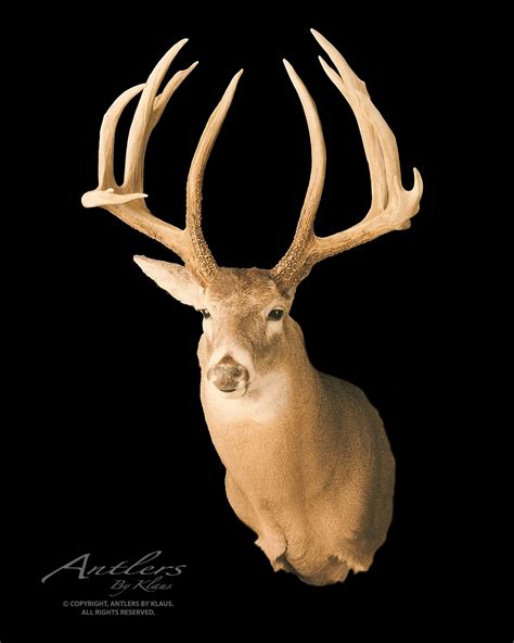 John Shumate Buck - Antlers by Klaus