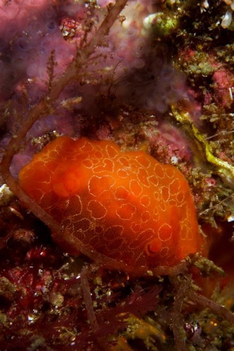 Rostanga Rosi Naturdata Biodiversidade Em Portugal