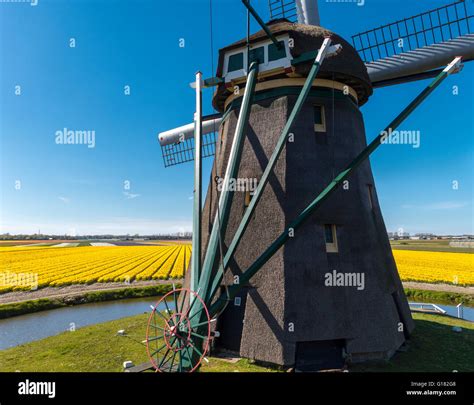 Netherlands Windmill Tulip Hi Res Stock Photography And Images Alamy