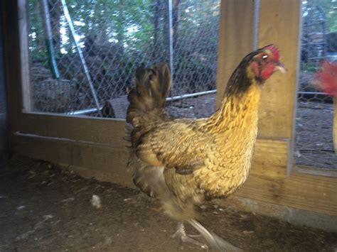 Black Australorp Buff Orpington Cross Page Backyard Chickens