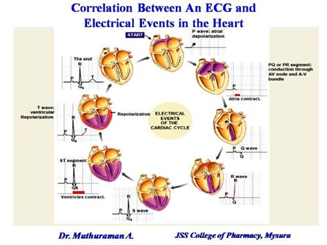 1 1 Introduction Of Haemodynamics And Electrophysiology Of Heart