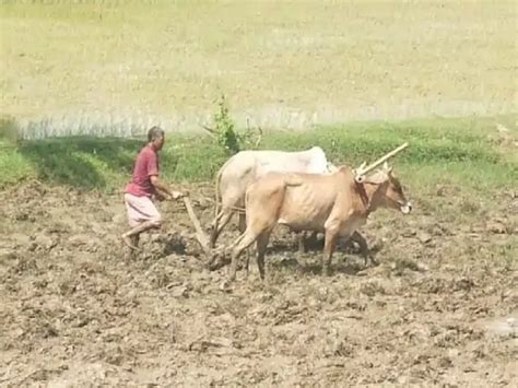 Jharkhand Weather Drought Again In Jharkhand Crops Are Drying Up In