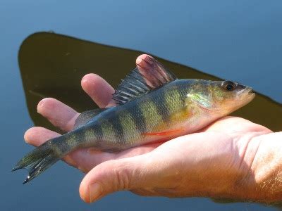 Yellow Perch – Freshwater Fishing News