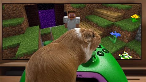 My Guinea Pigs Controlled My Minecraft Terrible Idea Youtube