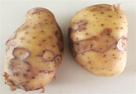 Important potato diseases and tips to manage them in storage – Potato ...