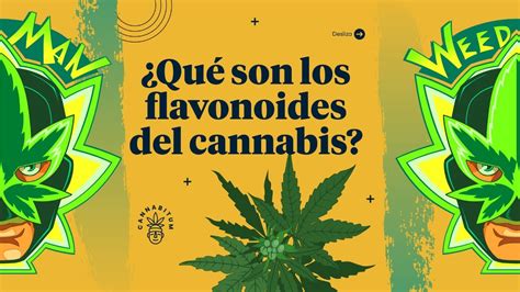 Que Son Los Flavonoides Del Cannabis Cannabis Y Los Flavonoides