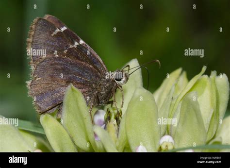 Southern Cloudywing Cecropterus Bathyllus Female On Green Milkweed