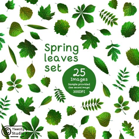 Spring Leaves Clipart Set 25 Drawings PNG for Commercial - Etsy