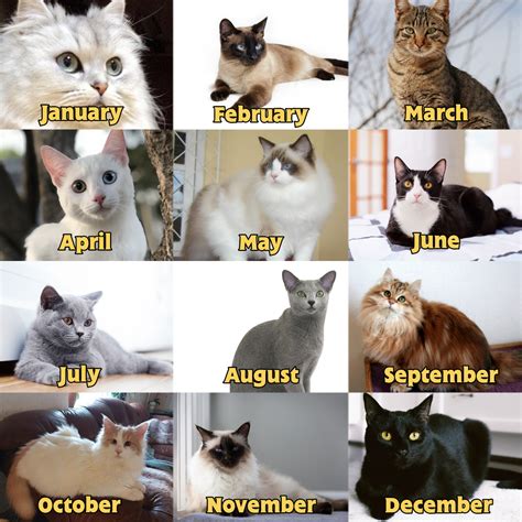 Which Cat is Your Birthday Months? by UP844TF22-Production on DeviantArt