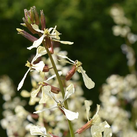 Rukola Rokietta siewna Eruca vesicaria subsp sativa opis wygląd