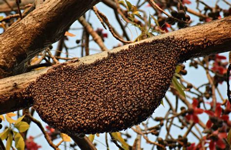 C Mo Las Abejas Recolectan Y Transportan El N Ctar Una Gu A Completa