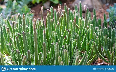 Stapelia Grandiflora Or Starfish Flower Cactus In Botanic Garden Stock